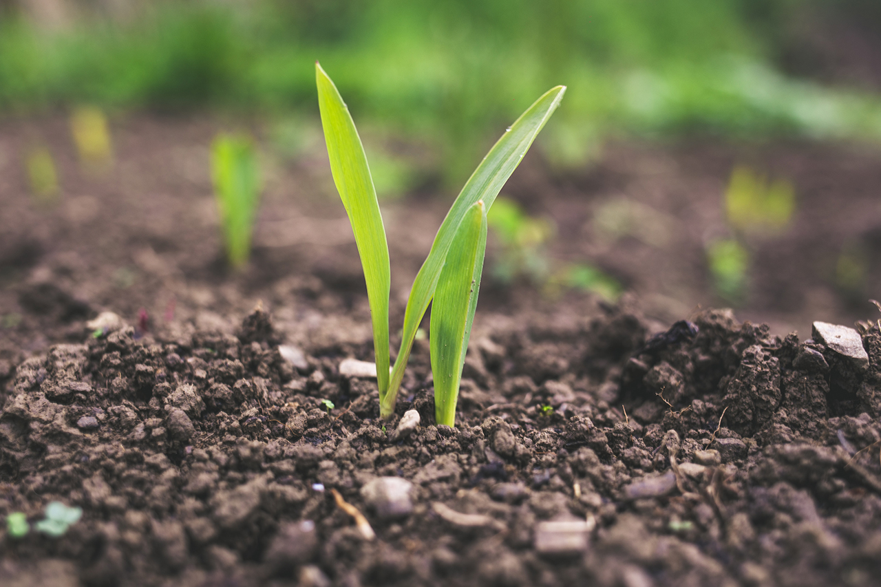 BIOFUELS LIKE ETHANOL ARE RENEWABLE AND PLANT-BASED.